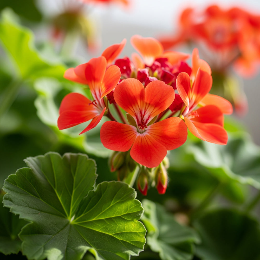 Jungle Geranium